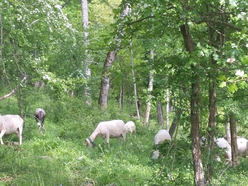 Agneaux dans la nature